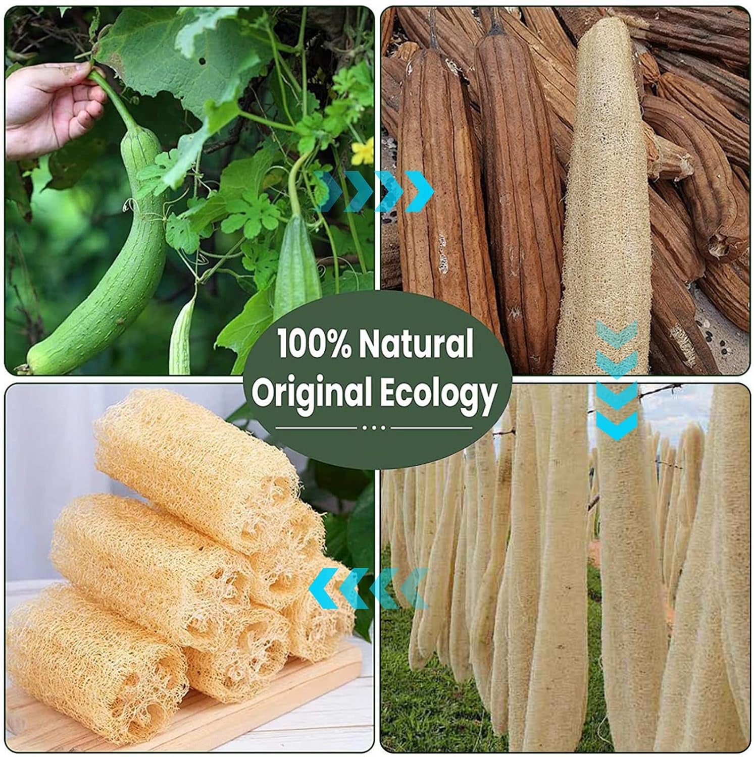 6 Pack Natural Loofah Sponge,Organic Loofah Sponge Organic Luffa Organic Sponge Bath for Shower Scrubbing and Kitchen Cleaning, White